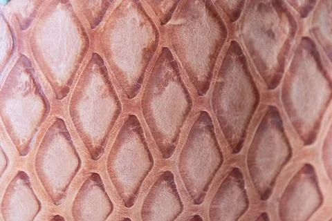 Texture and pattern of Pangolin skin Stock Photos