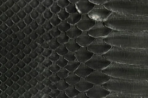 Texture and pattern of Python skin Photos