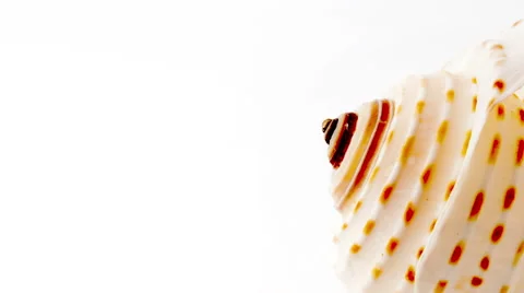 The Texture and Pattern of a Seashell Shown in Detail. Stock-Footage 55761984