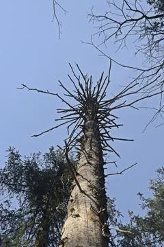 Texture and pattern  of tree Foto stock