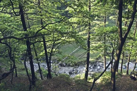 Texture and pattern  of tree 库存照片