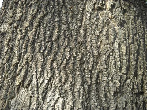 Texture and pattern on the trunk of a tree. Stock Photos