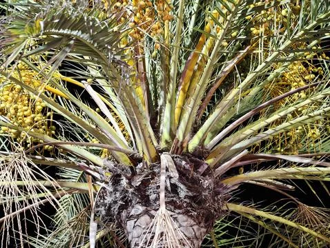 Texture and shadow of arab date palms, detailed view of trunk fibers and 스톡 사진