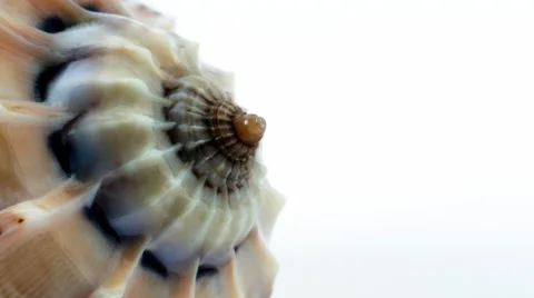 Texture and Spiral of a Seashell 库存影片 55761576