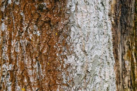 Texture and structure of the bark of a deciduous tree trunk Foto stock