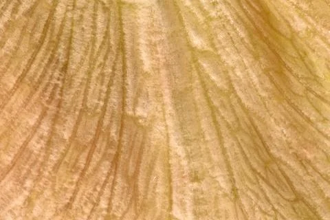 Texture and structure of fresh lettuce leaf, close-up, macro Stock-Fotos