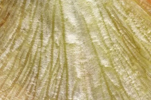 Texture and structure of fresh lettuce leaf, close-up, macro Stock Photos