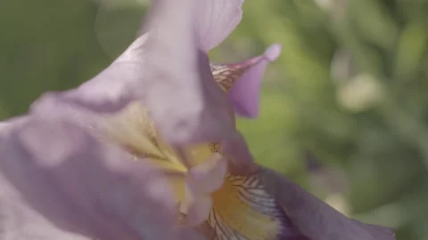 Texture and Triangular Shape of Colorful Flower Stock Footage 164678890