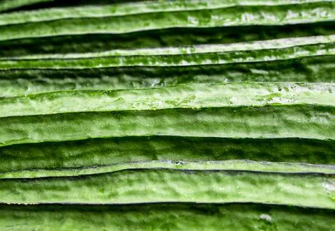 Texture of Angled loofah Stock Photos