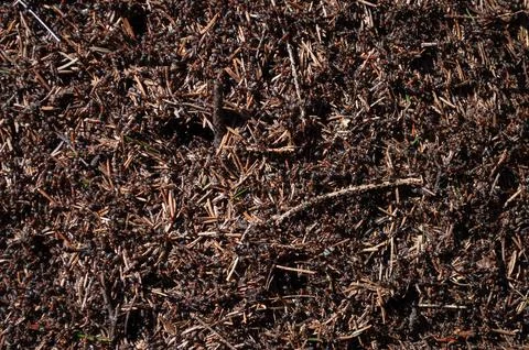 Texture of anthill in forest Foto stock