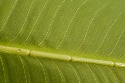 The texture of an artificial plant leaf Foto stock