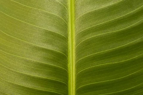 The texture of an artificial plant leaf Stock Photos