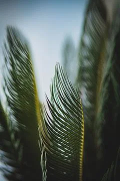 Texture asian sago palm, sharp big leaves Stock Photos