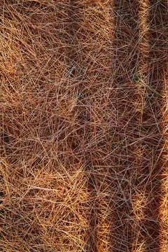 Texture asset of ground covered in old dead pine needles Foto stock