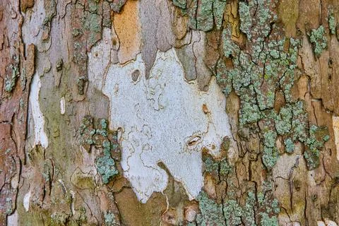 Texture asset of tree bark with white trunk Stock Photos