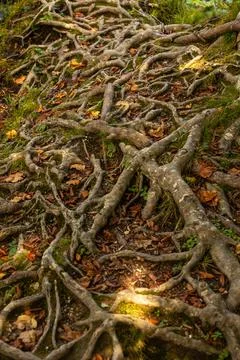 Texture asymmetrical pattern of intertwined tree roots Stock Photos