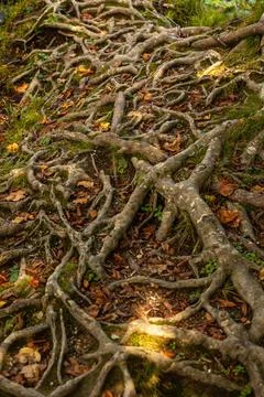Texture asymmetrical pattern of intertwined tree roots Texture asymmetrica... Stock Photos