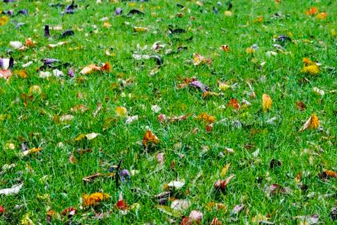 Texture of autumn 2 Stock Photos