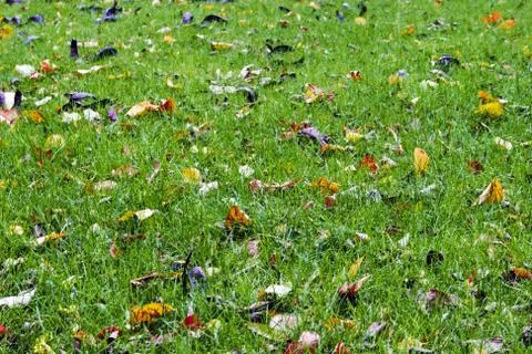 Texture of autumn 2 Stock Photos