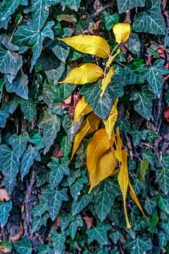 Texture of autumn 3 Stock Photos
