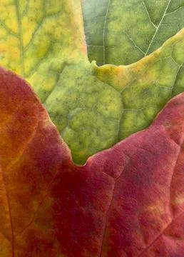 Texture of autumn fallen leaves of different colors 写真素材