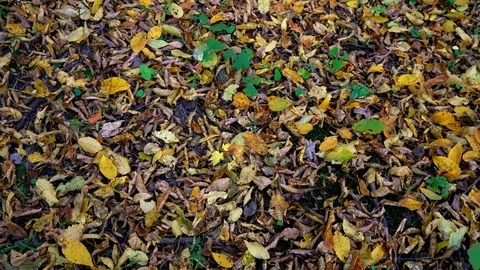 Texture of autumn foliage Stock Footage 108553899