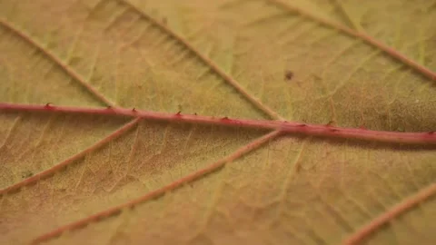 Texture Autumn Leaf Background Slider Shot Stock Footage 220656577