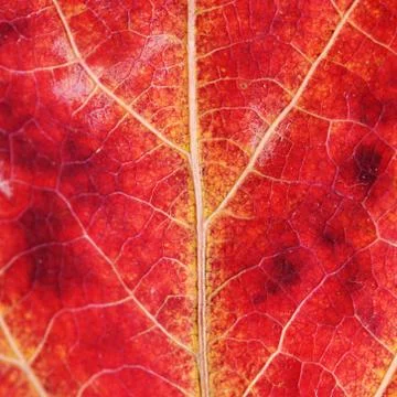 Texture of an autumn leaf close-up Stock Photos