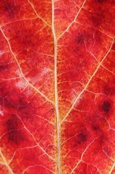 Texture of an autumn leaf close-up Stock Photos