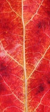 Texture of an autumn leaf close-up Stock Photos