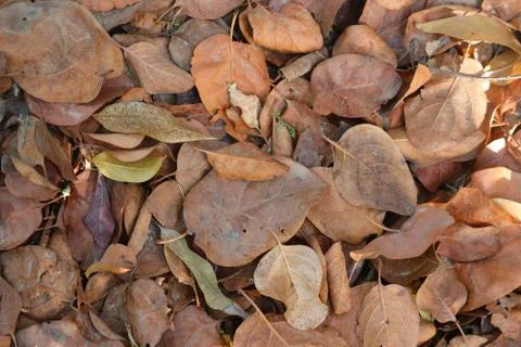 Texture of autumn leaves fall down on way Stock Photos
