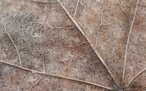 Texture autumn maple leaf macro photo Stock Photos