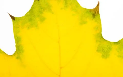 Texture of autumn maple leaf 스톡 사진