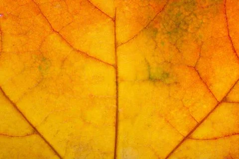 Texture of autumn maple leaf Stock Photos