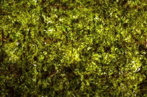 Texture background of algae, research in laboratories, biotechnology science  Foto stock