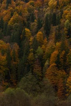 Texture background of autumn forest in mountains. Fall colored natural view. Stock Photos