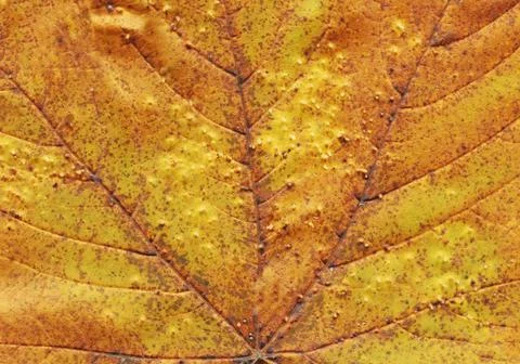 Texture background autumn leaf. Fall foliage texture Foto stock