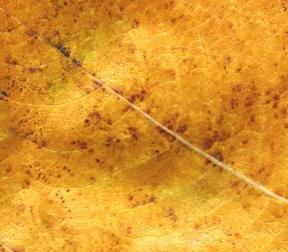 Texture background autumn leaf. Fall foliage texture Foto stock