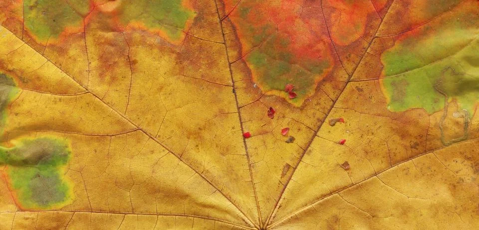 Texture background autumn leaf. Fall foliage texture Foto stock