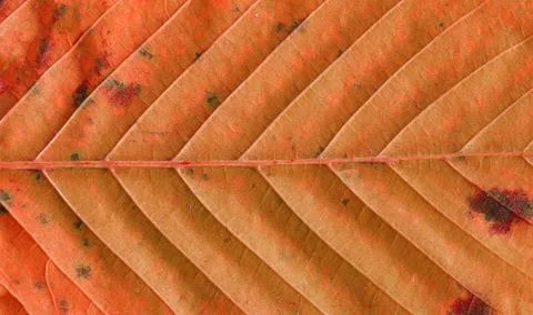 Texture background autumn leaf. Fall foliage texture Stock Photos