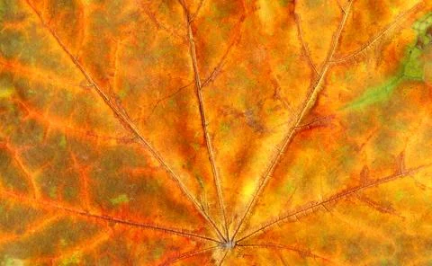 Texture background autumn leaf. Fall foliage texture Foto stock