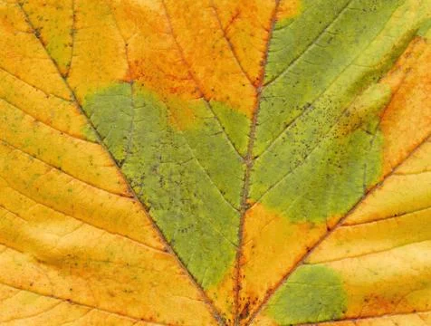 Texture background autumn leaf. Fall foliage texture Foto stock