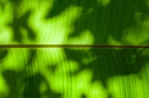 Texture background of back light on banana leaf Stock Photos