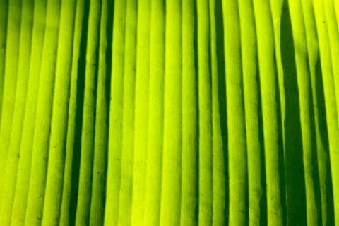 Texture background of backlight fresh green Leaf. Stock Photos
