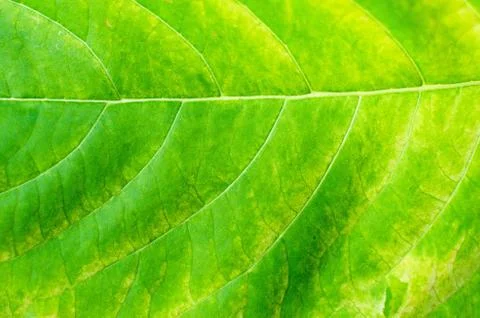 Texture background of backlight fresh green Leaf Stock Photos