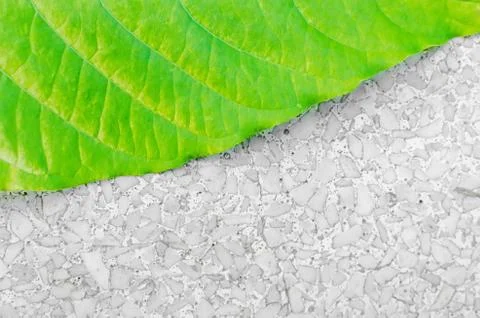 Texture background of backlight fresh green Leaf Stock Photos