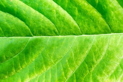 Texture background of backlight fresh green Leaf Stock Photos