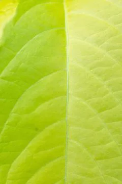 Texture background of backlight fresh green Leaf Stock Photos