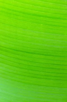 Texture background of backlight fresh green Banana Leaf Stock Photos
