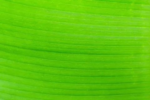 Texture background of backlight fresh green Banana Leaf Stock Photos